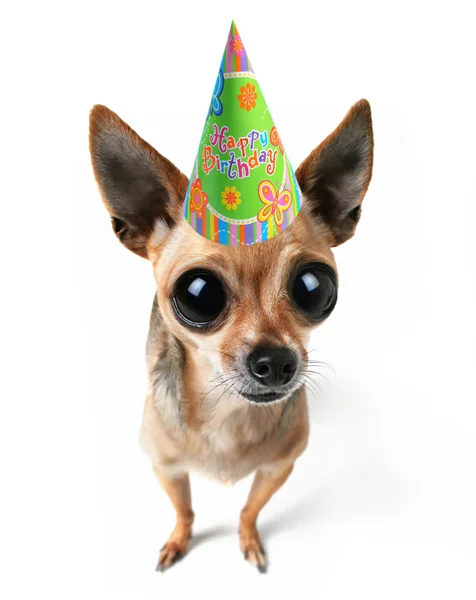 Chihuahua con sombrero de cumpleaños — Foto de Stock