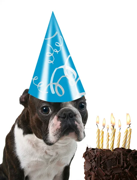 Boston terrier with birthday hat — Stock Photo, Image