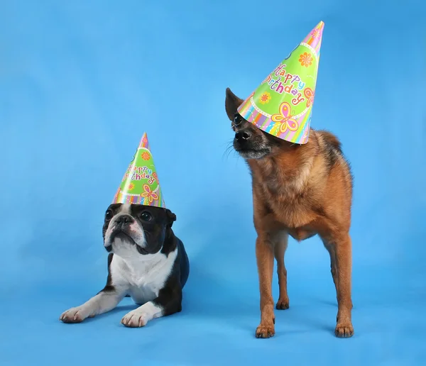 Cães com chapéu de aniversário — Fotografia de Stock