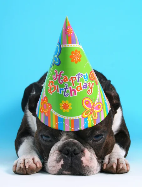 Cane con cappello di compleanno — Foto Stock