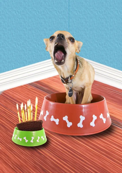 Cão com bolo de aniversário — Fotografia de Stock