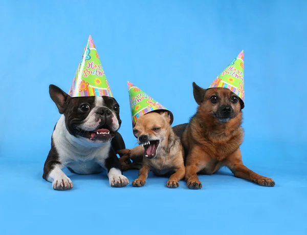 Perros con sombreros de cumpleaños — Foto de Stock