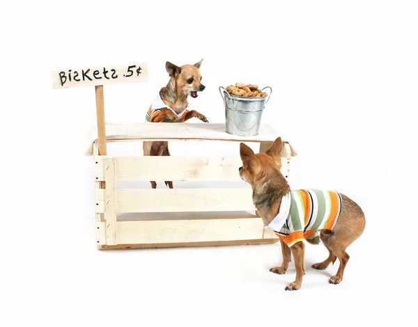 Chihuahua met biscuit stand — Stockfoto