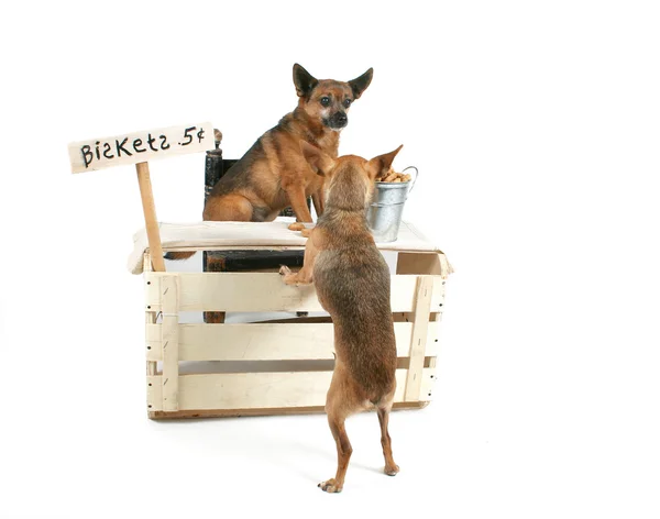 Cane che vende biscotti ad un altro cane — Foto Stock