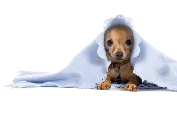 Chihuahua ile mavi battaniye — Zdjęcie stockowe