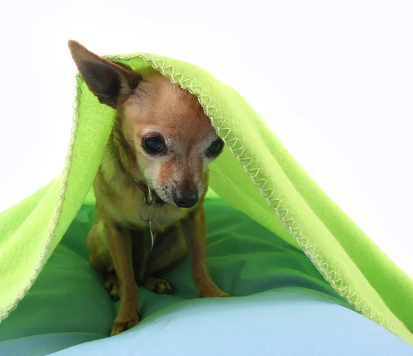 Pequeno chihuahua bonito — Fotografia de Stock