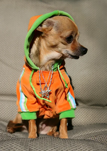 Chihuahua com capuz e jóias — Fotografia de Stock
