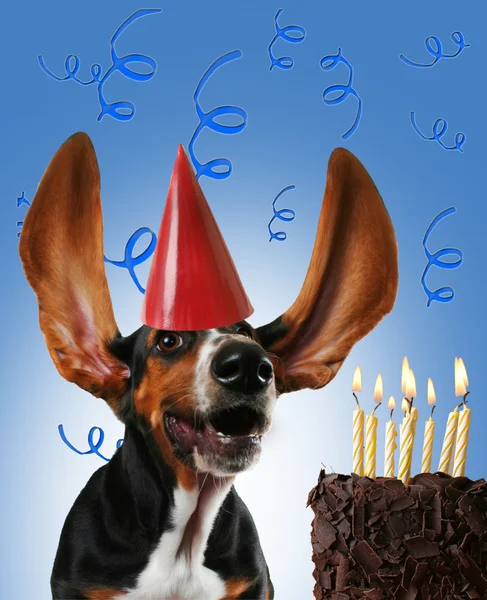 Basset hound met cake — Stockfoto