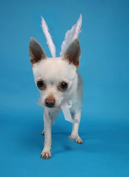 Chihuahua con alas de ángel — Foto de Stock