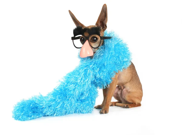 Chihuahua wearing blue boa — Stock Photo, Image