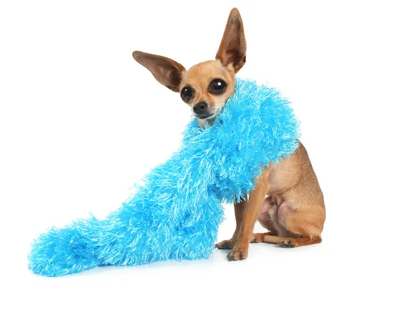 Chihuahua trägt blaue Boa — Stockfoto