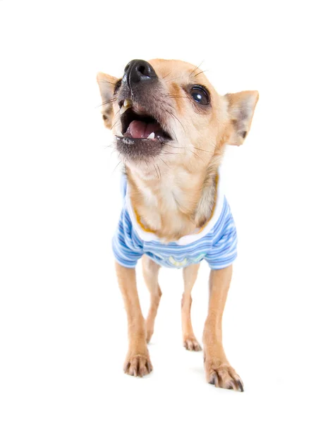 Chihuahua wystrojony w górze w ubrania — Zdjęcie stockowe