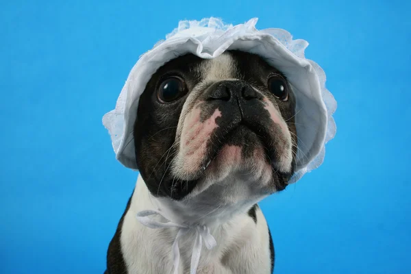 Boston terrier i en barn-bonnet — Stockfoto