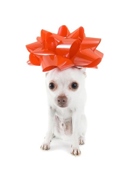 Chihuahua biały z kokardą na głowie — Zdjęcie stockowe
