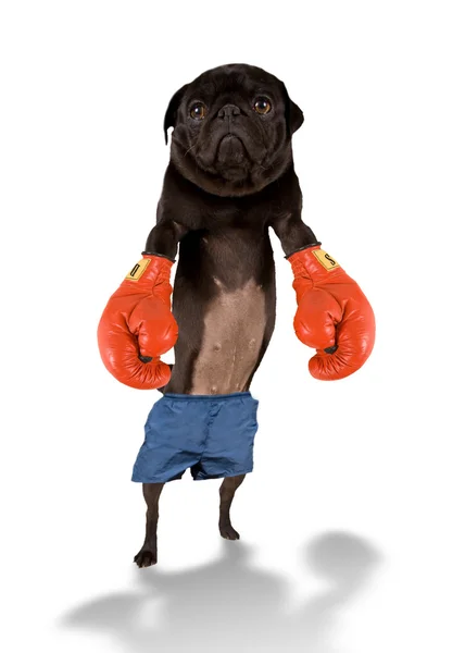 Perro boxeador —  Fotos de Stock