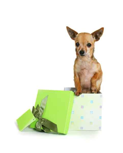 Chihuahua in small box — Stock Photo, Image