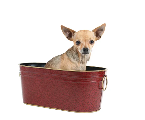 Chihuahua sentado em balde — Fotografia de Stock
