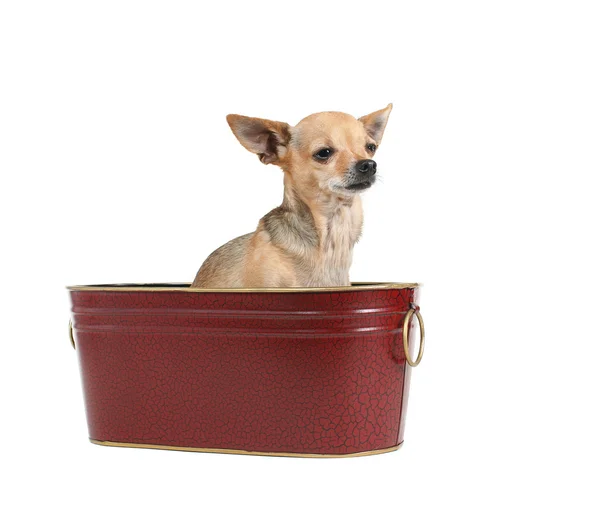 Chihuahua sitting in bucket — Stock Photo, Image