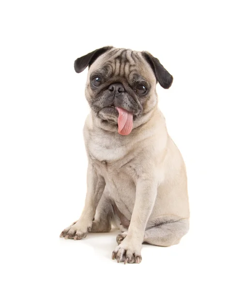 Pug Dog — Stockfoto