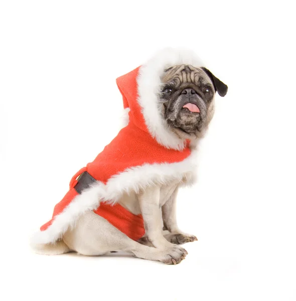 Pug Dog — Stockfoto