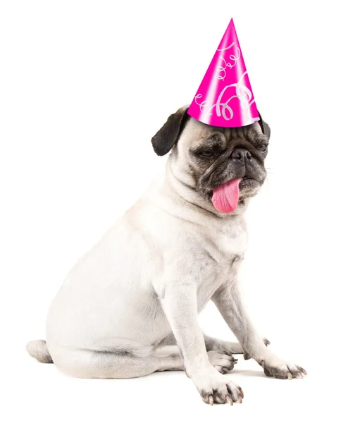 Pug dog — Stock Photo, Image