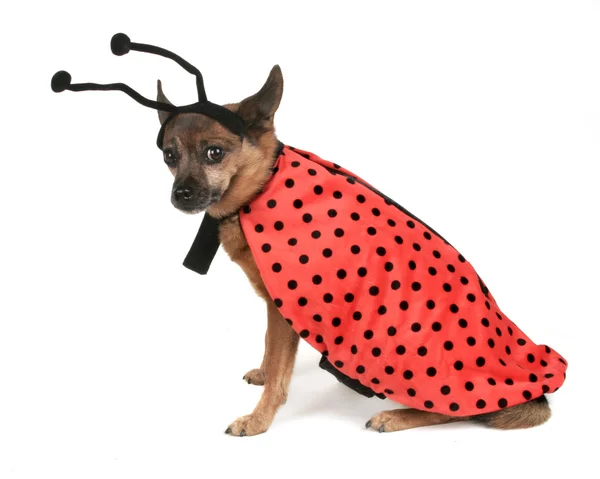 Perro vestido como mariquita — Foto de Stock