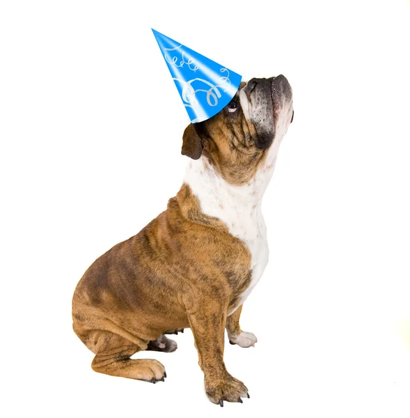 Бульдог в шляпе на день рождения — стоковое фото