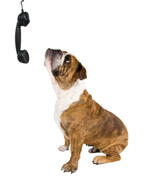 Bulldog avec un téléphone — Photo