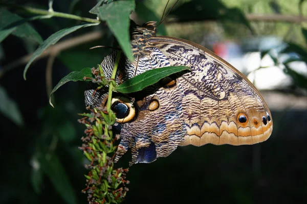 Бабочка, висящая на листочке — стоковое фото