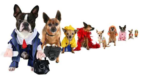 Images professionnelles avec chiens — Photo