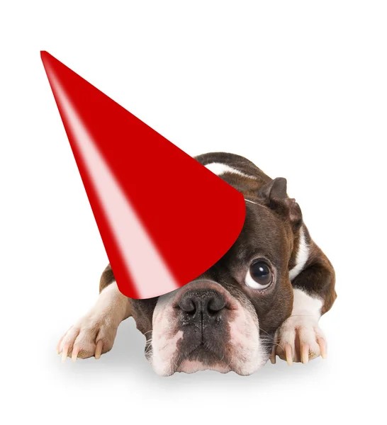 Boston terrier with birthday hat on — Stock Photo, Image