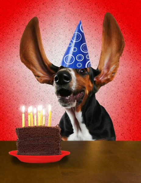 Basset in birthday hat near cake — Stock Photo, Image