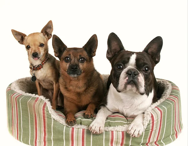Dog friends in pet bed — Stock Photo, Image