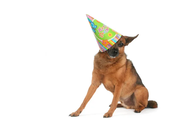 Chihuahua mix met verjaardag hoed op — Stockfoto