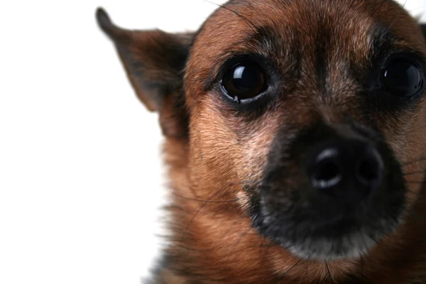 Chihuahua mix face — Stock Photo, Image