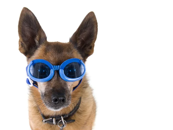 Chihuahua mix with goggles on — Stock Photo, Image