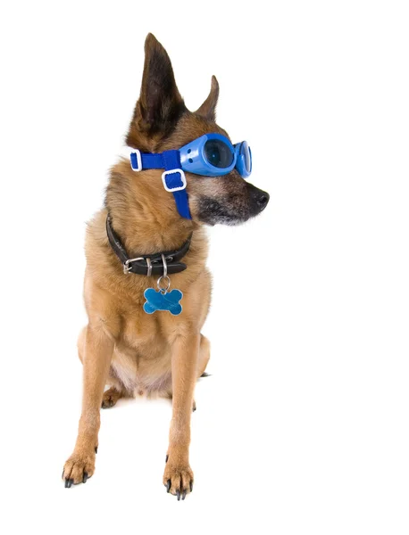 Chihuahua mix dog with goggles on — Stock Photo, Image