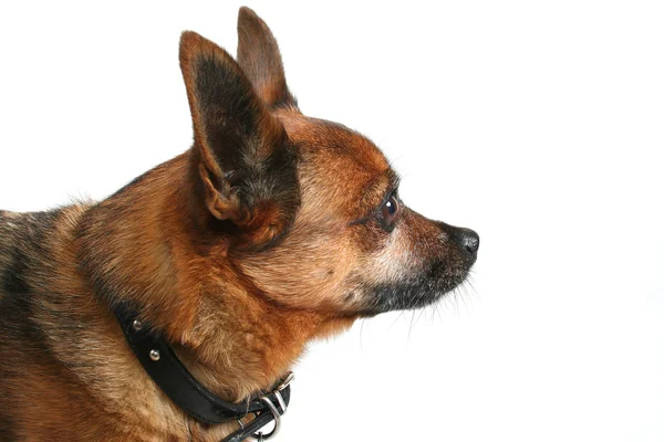 Side shot of a small dog — Stock Photo, Image