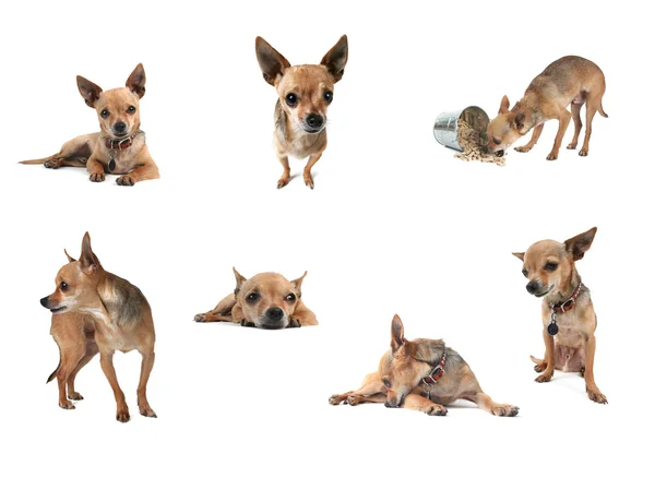 Chihuahua in groep op wit — Stockfoto