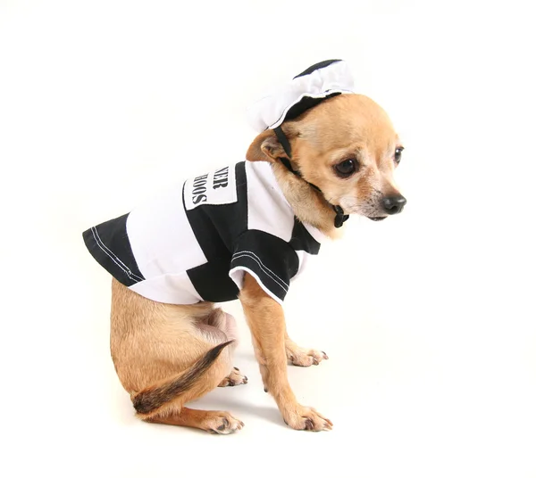Perro convicto —  Fotos de Stock
