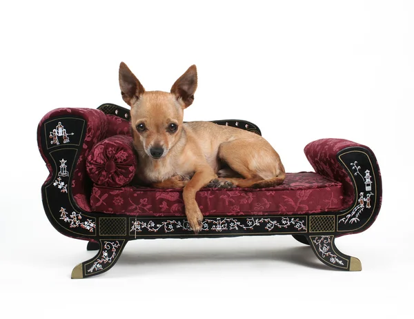 Chihuahua reposant sur un canapé — Photo