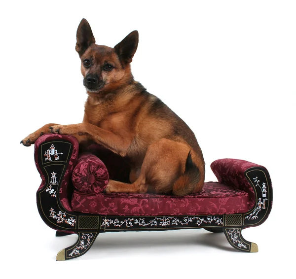 Dog resting on couch — Stock Photo, Image