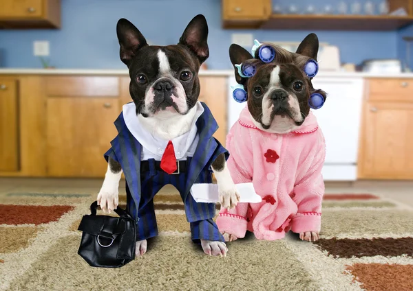 Boston terrier vestiti come una vecchia coppia — Foto Stock