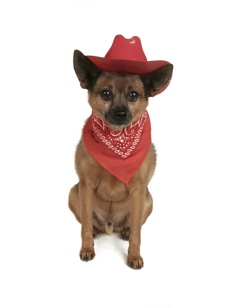 Hund i en cowboy outfit — Stockfoto
