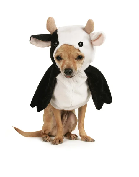 Chihuahua vestida com um traje de vaca — Fotografia de Stock