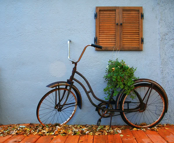 Bicicleta vieja con una planta — Foto de Stock