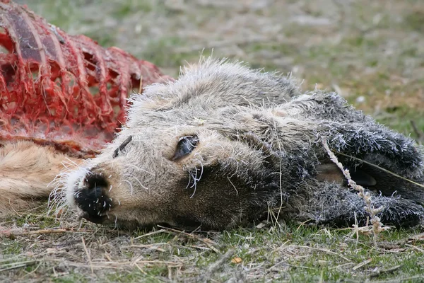 冷凍鹿の死骸 — ストック写真