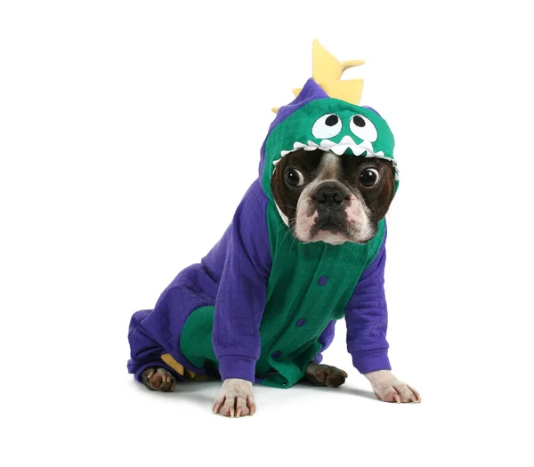 Boston terrier in dinosaur costume — Stock Photo, Image