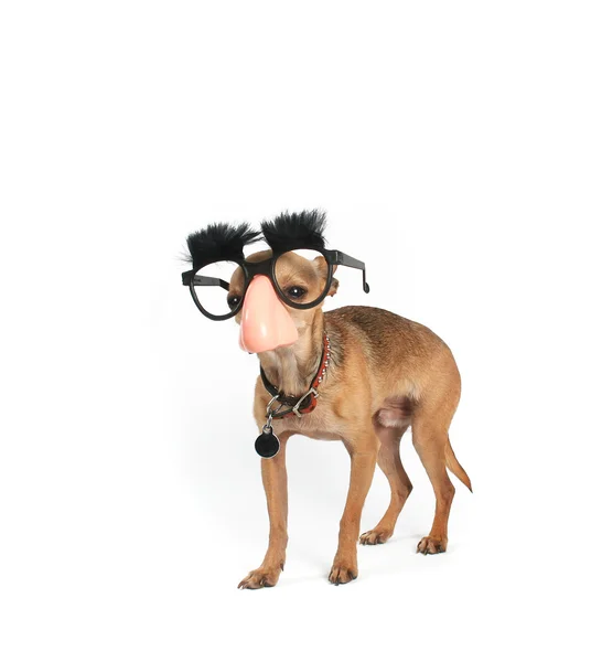 Chihuahua gekleed in vermomming — Stockfoto