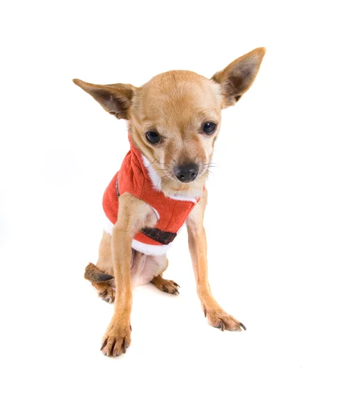 Chihuahua vestido com casaco de Santa — Fotografia de Stock